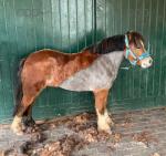 11.2hh Welsh Section A Broodmare with Colt Foal at Foot
