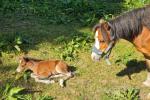 11.2hh Welsh Section A Broodmare with Colt Foal at Foot
