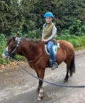 11.2hh Welsh Section A Broodmare with Colt Foal at Foot