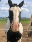 12hh children's pony ride & drive, piebald, entire boy. Not fizzy or quirky, 6 years old. With no vices, can be ridden bitless or in a snaffle. 