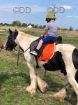 12hh Stallion