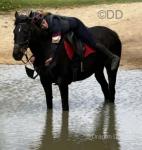 Pearl, 16hh Mare