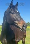 Pearl, 16hh Mare