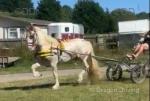 4 year old, approx 15.1hh driving gelding. We bred this horse, full breeding known. Professionally broken to drive and has seen all traffic. 
