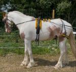 15.1hh Driving Gelding