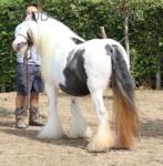 She's a Lady, 13.2hh Mare