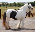 She's a Lady, 13.2hh Mare