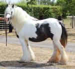 She's a Lady, 13.2hh Mare