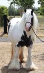 She's a Lady, 13.2hh Mare