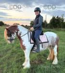 Romany Red Velvet, 13.3hh Riding Mare