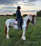 Romany Red Velvet, 13.3hh Riding Mare