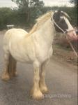 13hh Mare