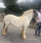13hh Mare
