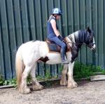 14.1hh Gelding