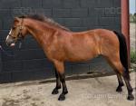 Benji, New forest X Welsh, 5 years old 12.2/3hh. Up to date with vaccinations, teeth and back. 