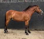 Benji, WPB Driving Gelding 