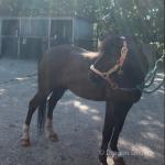 Pie, 12hh Hackney Ride and Drive Gelding 
