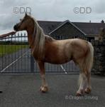 11.1hh palomino, gelding 5 coming 6 years old registered section A gelding. He's a very pretty pony with a very long mane four high evenly white socks. 