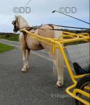 11.1hh Welsh Section A Driving Gelding 
