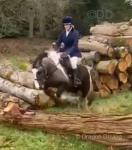 Cooper, 13.2hh Riding Gelding 