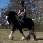 Cooper, 13.2hh Riding Gelding 