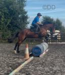 Cricket, 15hh WPB Riding Mare