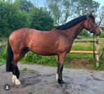 Cricket, 15hh WPB Riding Mare