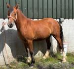 2 Year Old Welsh Section D Filly