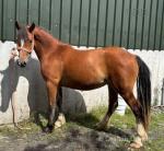 2 Year Old Welsh Section D Filly