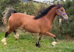 2 Year Old Welsh Section D Filly