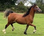2 Year Old Welsh Section D Filly