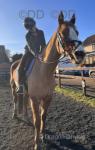 Amedo De Jelma, 14 year old French trotter, chestnut. Massive cart racing carrier behind him. Very good to do in all ways. 