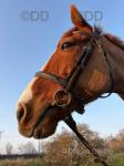 Amedo De Jelma, Ride and Drive Gelding 