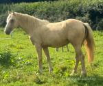 ISH Filly