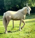 ISH Filly