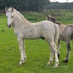 Welsh Section D Colt