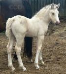 Welsh Section D Colt