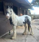 Benji, 12.2hh Gelding 