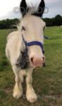 Benji, 12.2hh Gelding 