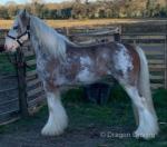 Cash, 13hh gelding ride and drive, 8 years old pretty as a picture, like a baby to handle, would do well in the show ring.
