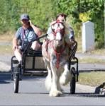 Cash, 13hh Ride and Drive Gelding 