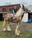 Cash, 13hh Ride and Drive Gelding 