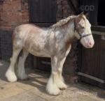 Cash, 13hh Ride and Drive Gelding 