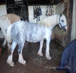 13.1hh Mare