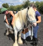 13.1hh Mare