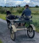 12.2hh ride & drive mare, 5 years old. Bombproof, great little pony. Has a foal at foot. Can go together or separately. 
