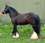 Ride and drive mare 7 years old, a proper cob built like a tank, a proper weight carrier. One of the quietest you'll ever find, the best in traffic. Been in London all her life driving, pulled wagons from London to Kent. Been out totting, pulled iron tyre drays. 