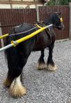 13.2hh Ride and Drive Mare