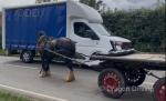 13.2hh Ride and Drive Mare