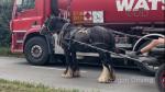 13.2hh Ride and Drive Mare